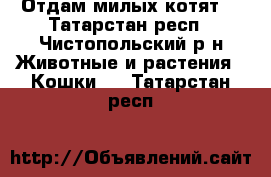 Отдам милых котят  - Татарстан респ., Чистопольский р-н Животные и растения » Кошки   . Татарстан респ.